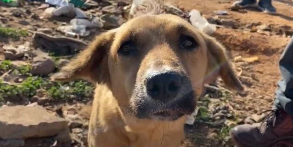 Stray Dog’s Shooed Away From The Locals With Hot Water For Being A ‘Pest’