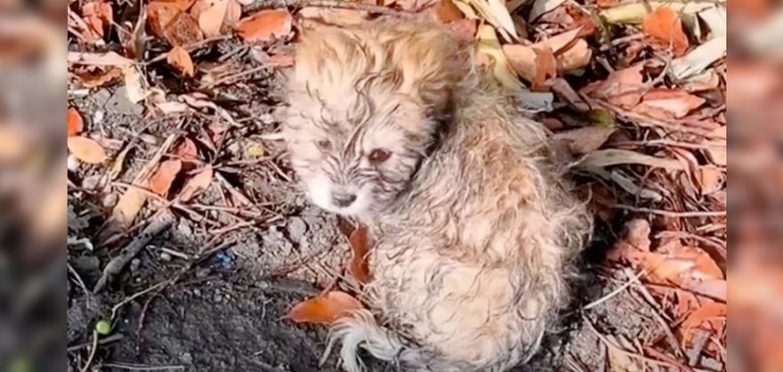Listless Puppy Sat On Pile Of Leaves To Catch His Breath
