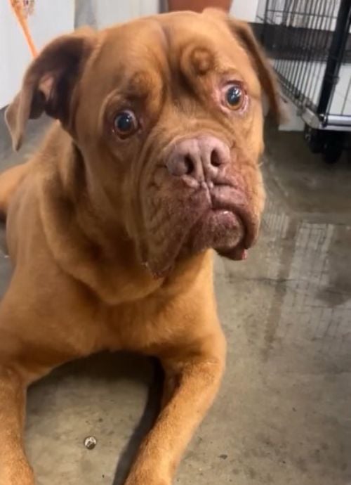 Sad abandoned dog Rooney after being left at a shelter