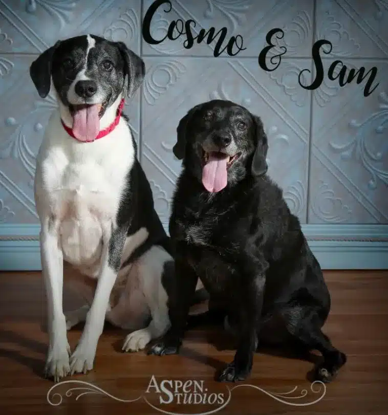 Two senior dogs Cosmo and Sam waiting after owner betrayal