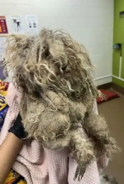 Severely matted terrier mix dog Monkey rescued by Mac’s Mission