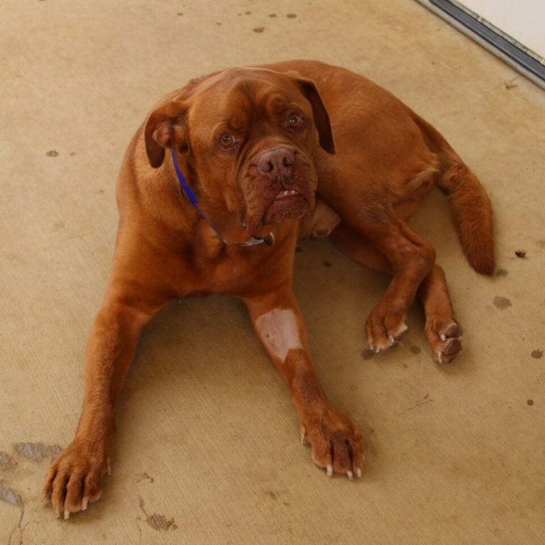 Seven-year-old dog Rooney waiting in a shelter for help