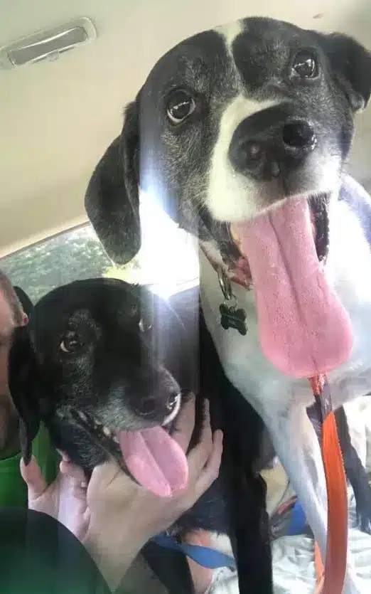 Veterinarian refuses to euthanize healthy senior dogs