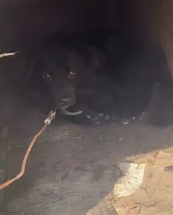 Rescued dog Happy Feet begins medical care after neglect