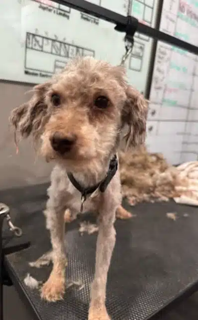 Rescued dog Monkey after grooming with a free wagging tail