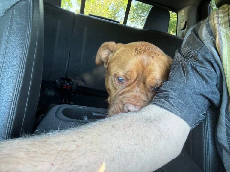 Rescue staff comforting Rooney the abandoned dog