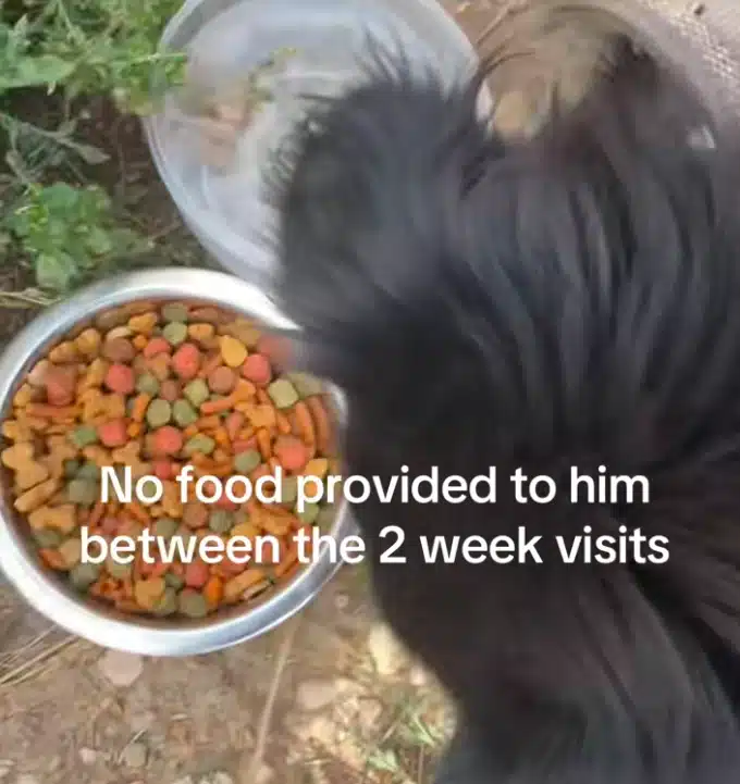 Happy Feet the dog showing a brighter personality after rescue