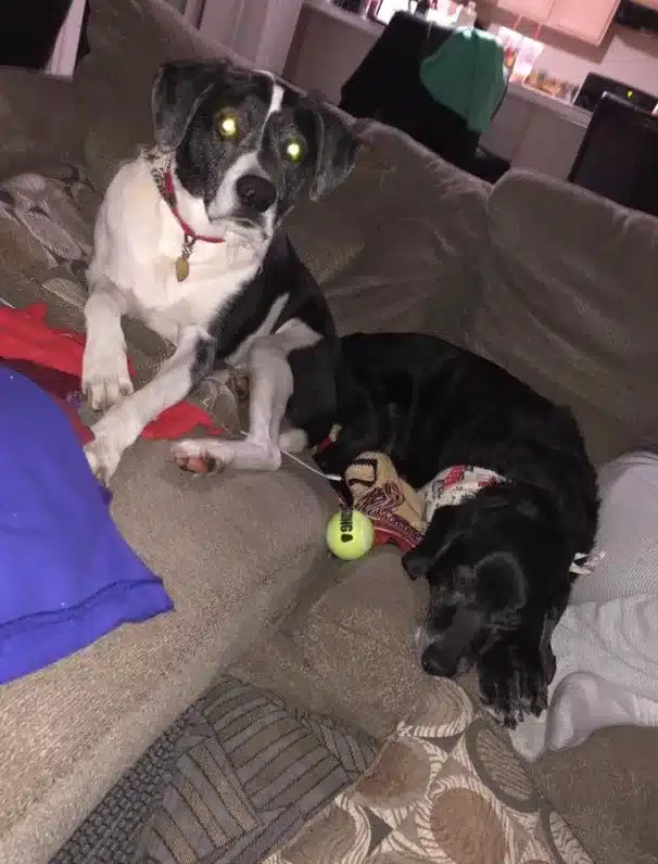 Adopted senior dogs Cosmo and Sam safe and loved on a couch
