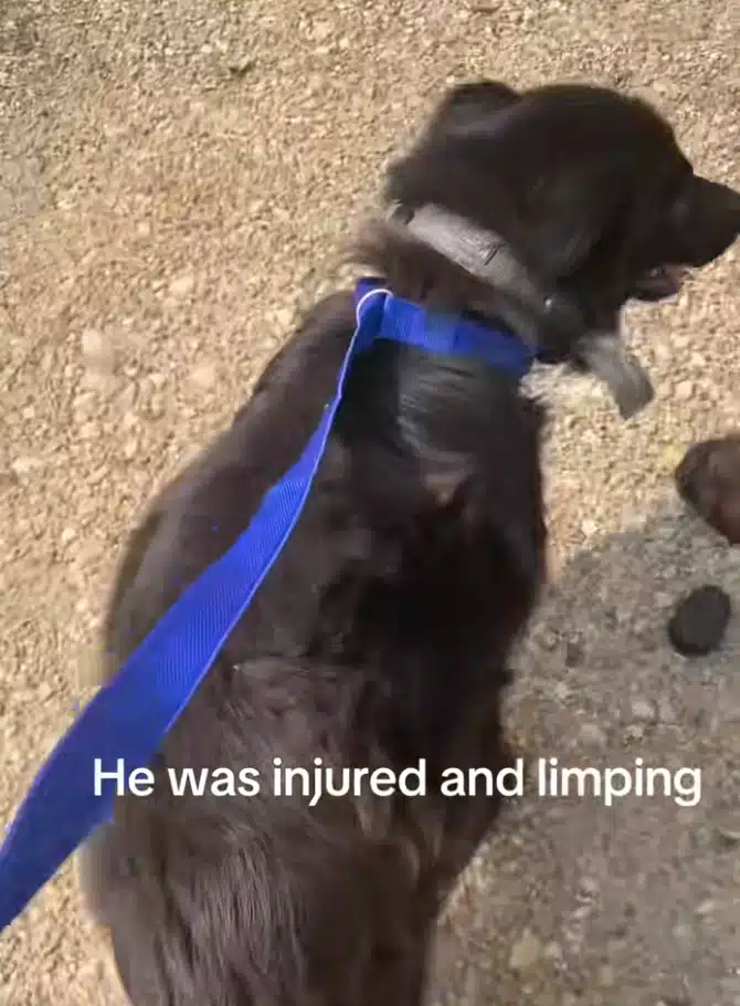 Happy Feet the dog living free and loved after adoption
