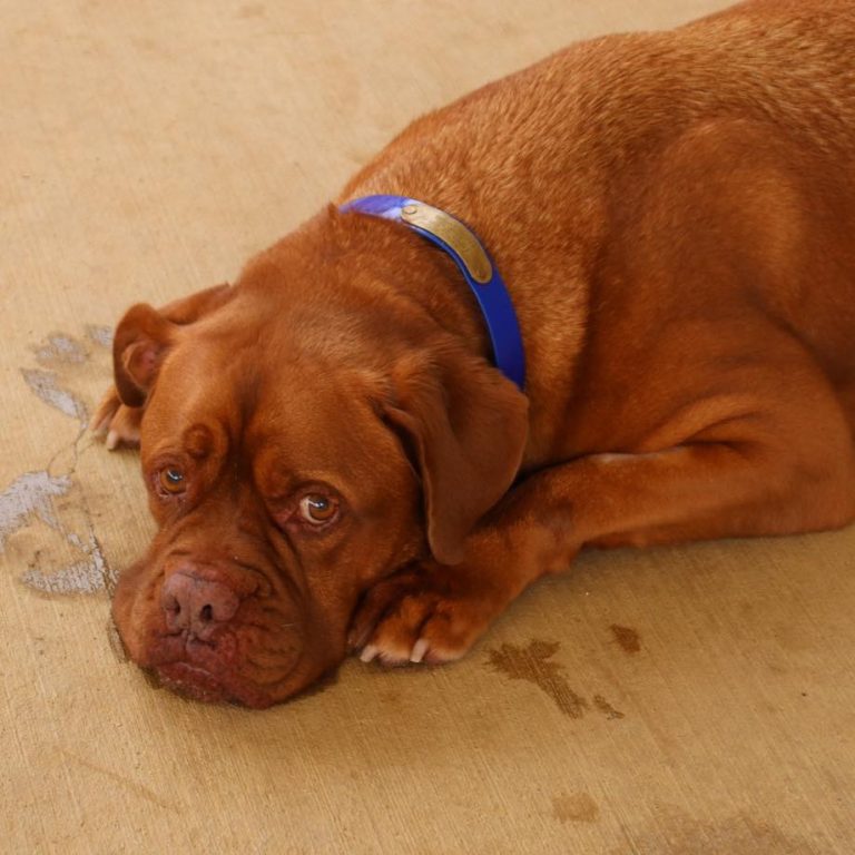 Abandoned dog Rooney beginning to feel safe at the rescue