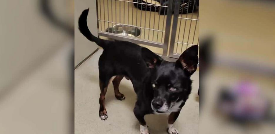 A Blind Ten Year Old Senior Dog Was Dropped Into A Shelter’s Night Box Like A Piece Of Trash