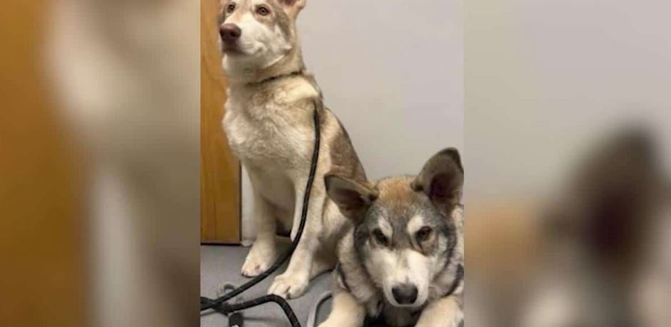 Two Four Month Old Illegal Wolf Hybrid Puppies Discovered Hidden In A Quiet Connecticut Suburb