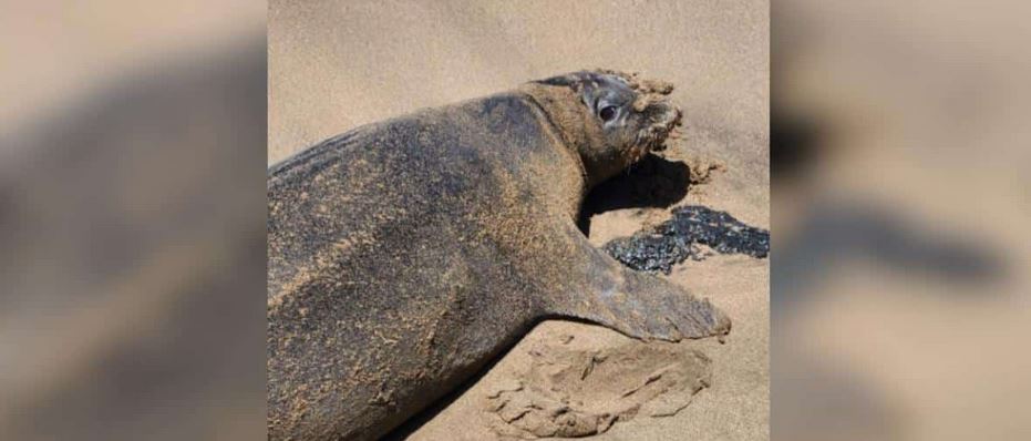 An Outraged Community Unites After A Reckless Tourist Attacks A Beloved Endangered Monk Seal