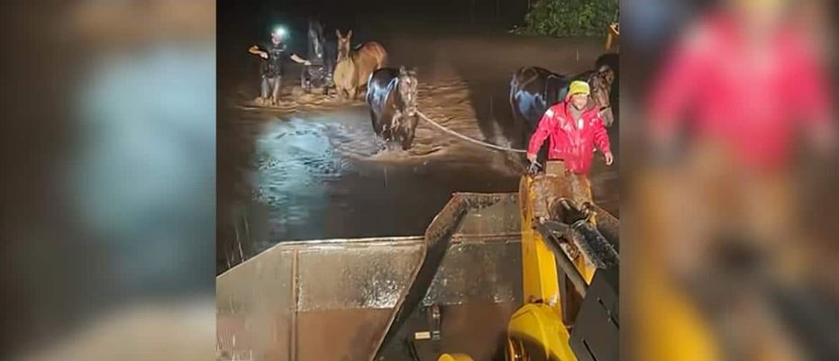 Fifteen Terrified Horses Trapped In Chest High Floodwaters Until A Brave Rancher Launched A Midnight Rescue