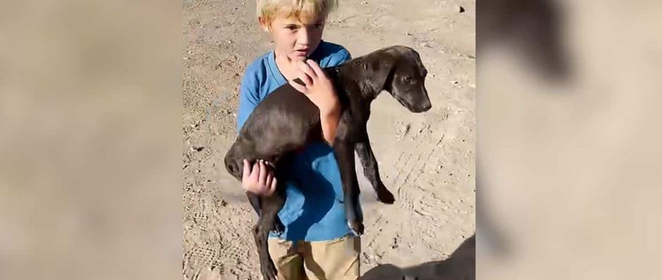 A Five Year Old Boy Spots A Shivering Pack Of Abandoned Puppies And Refuses To Leave Them Behind