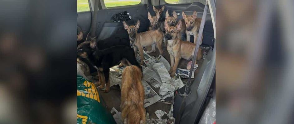 Nine Skeletal Puppies Found Hidden Inside An Abandoned Vehicle After Days of Starvation