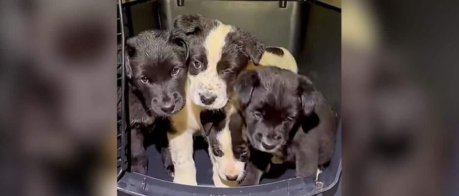 They Found A Box Of Shivering Puppies In The Pouring Rain But The Real Miracle Happened The Next Day