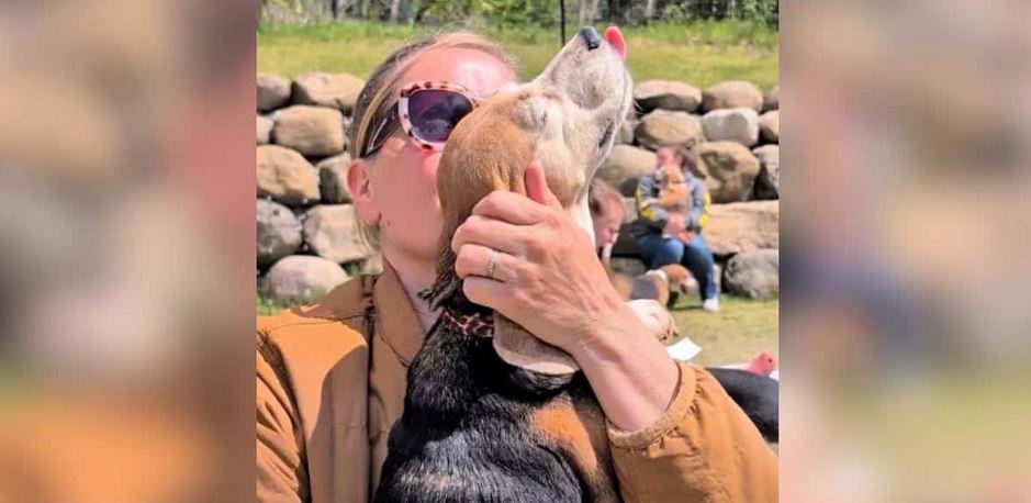 An Elderly Lab Beagle Tilts Her Face To The Sky To Feel Her Very First Patch Of Warm Sunshine