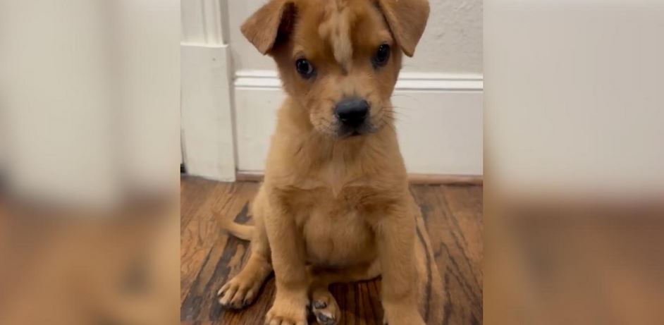 A Abandoned Texas Pup Born With A Bare Brain Structure Defect Smashes The Ultimate Death Sentence