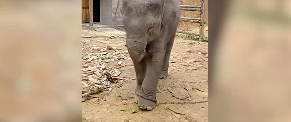 A Traumatized Baby Elephant Extracted From A Riding Camp Takes His Very First Steps Without Chains