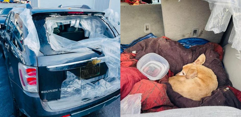 Workers Open A Dusty Abandoned SUV For Demolition And Find A Tiny Tail Weakly Wagging In The Back