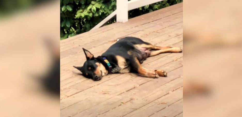 Fosters Thought This Pregnant Rescue Was Having A Small Litter Until Fourteen Puppies Arrived