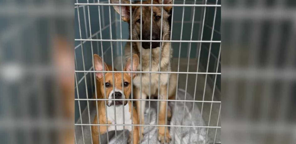 A Tiny Chihuahua Mix Was Found Huddled On Top Of A Giant German Shepherd Near A Chicago Rail Line