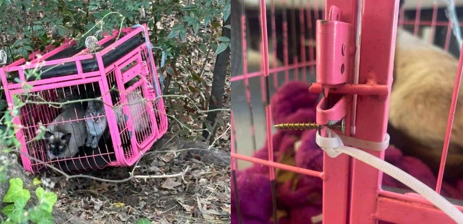 His Owner Thought He Was Chasing A Squirrel But This Golden Boy Uncovered A Plastic Prison Hidden In A Ditch