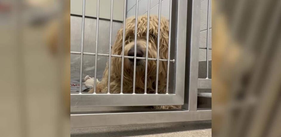 A Painfully Matted Labradoodle Stumbled Into A Backyard With Heavy Burrs Embedded In His Skin