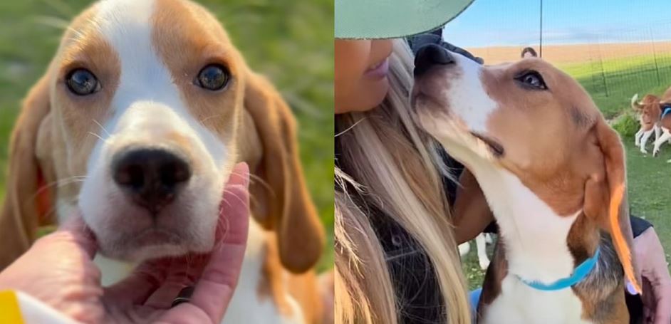 Over One Thousand Five Hundred Testing Lab Beagles Experience Clear Blue Skies In A Historic Rescue Deal
