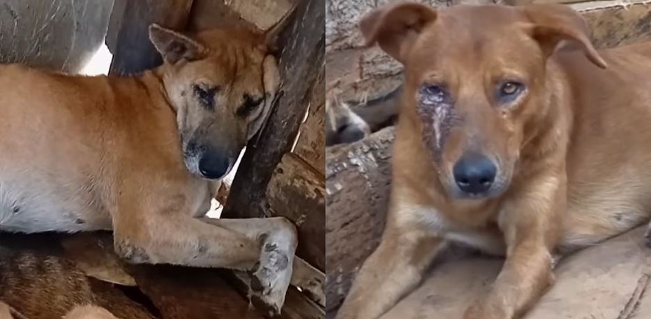 BBC Investigation Exposes Fake Ugandan Animal Shelters Staging Horrific Injuries To Scam International Donors