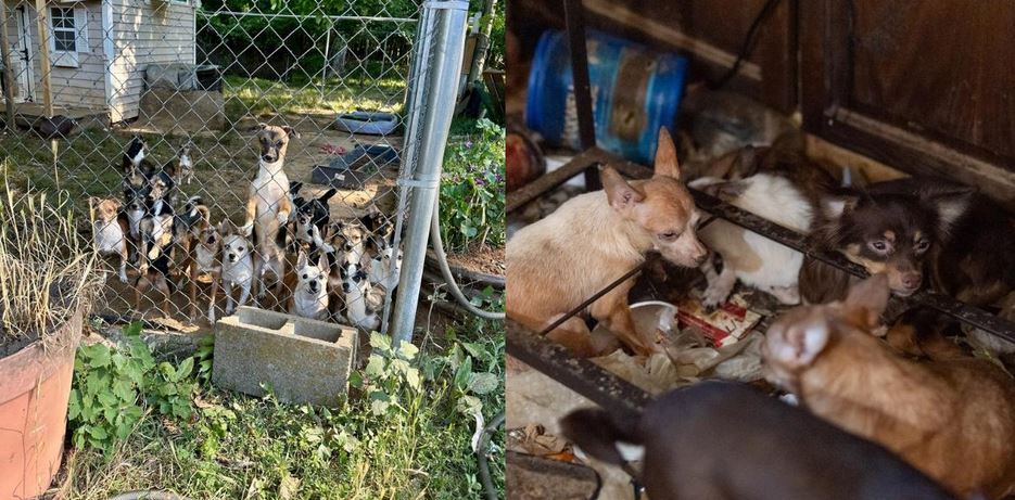 Over One Hundred Shivering Chihuahuas Pulled From A Nightmare Tennessee Hoarding Fortress