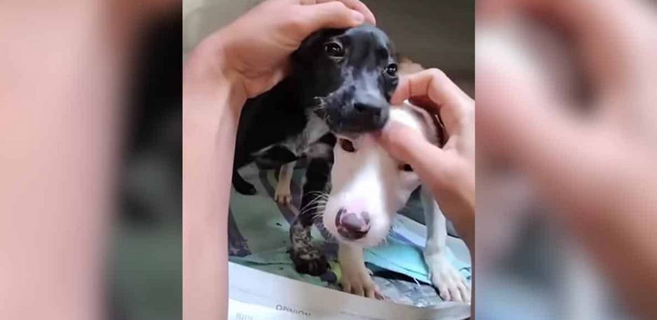 They Spent Their Entire Short Lives Covered In Dirt Until A Warm Bath Changed Everything