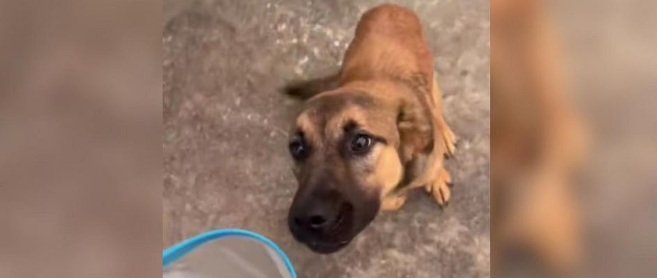 An Abandoned Stray’s Haunting Midnight Howl Chilled A Deserted Oklahoma Gas Station To The Core