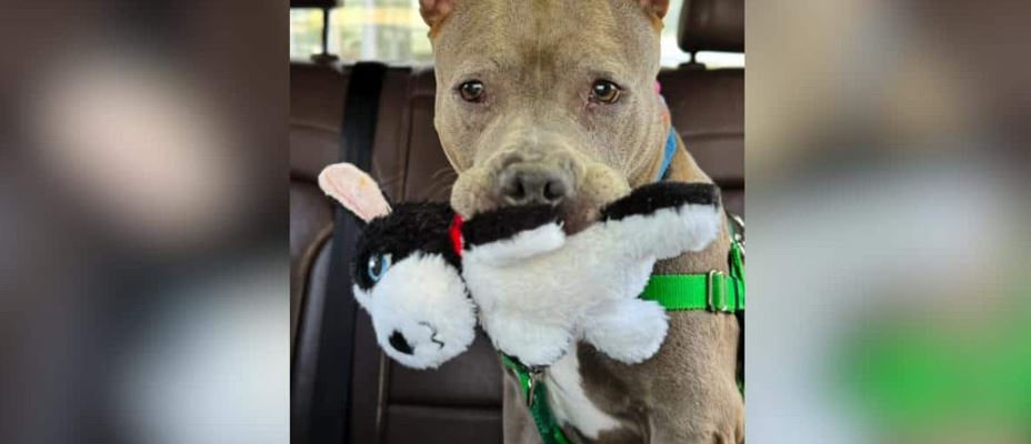 A Beautiful New York Pit Bull Mix Is Saved From The Euthanasia List With Just Forty Eight Hours To Live