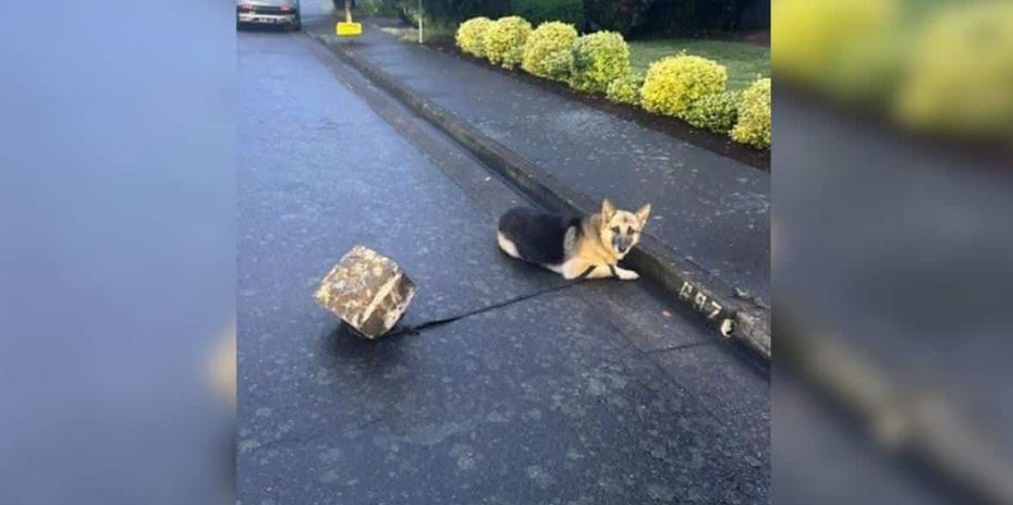 A Soaked German Shepherd Was Found Dragging A Cinder Block Through A Violent Storm