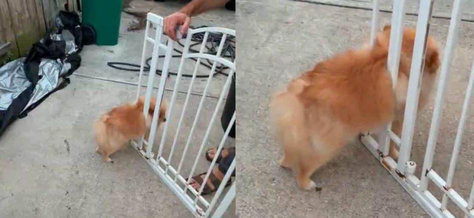 A Fluffy Pomeranian’s Head Got Wedged Inside A Metal Baby Gate Triggering An Emergency Calls