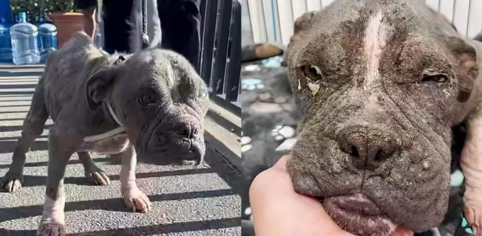 She Had Almost No Fur Left From Severe Neglect Until Her New Family Bought Her A Wardrobe Of PJs