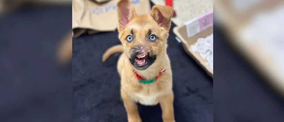 A Fragile Puppy With A Severely Dislocated Jaw Defies An Untreatable Facial Trauma Sentence