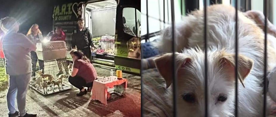 Dozens Of Abandoned Chihuahuas Discovered Trapped In Filthy Cages Along A Lonely Florida Highway