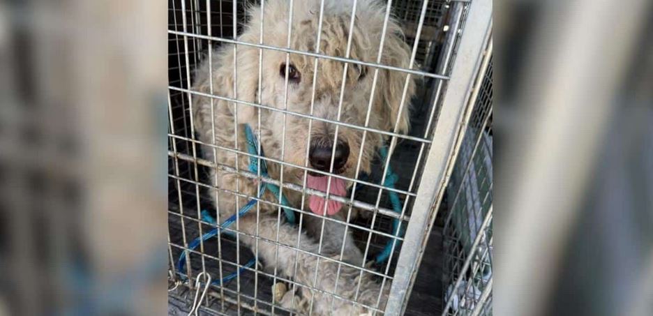 A Frightened Stray Wandered In A Thick Sweater Until Rescuers Uncovered A Cruel Hidden Secret