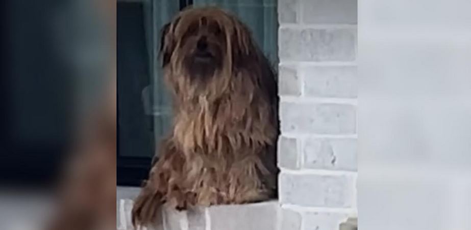 A Terrified Stray Dog Curled Up On Their Windowsill And Refused To Move For Days