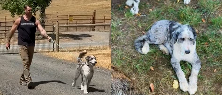 He Was The Only Survivor Of A Tragic Six Dog Household But His Nightmare Is Finally Over