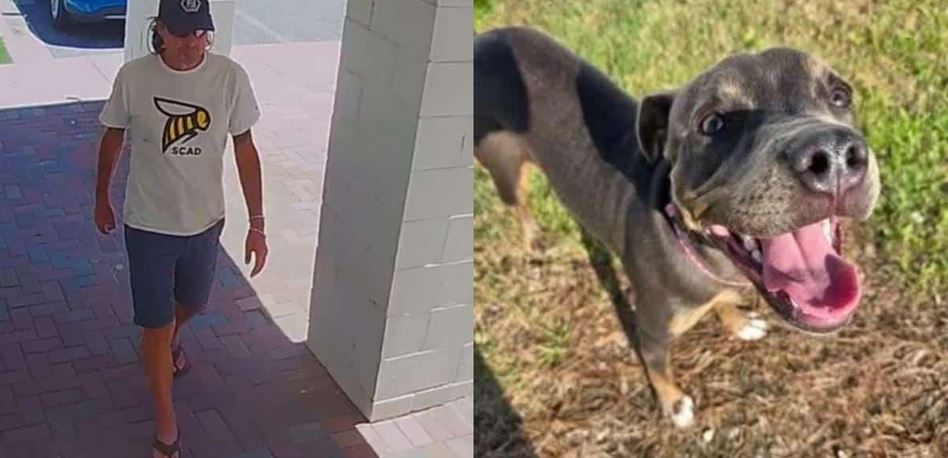 A Vulnerable Shelter Dog Recovering From Surgery Was Suddenly Abducted From Her Kennel