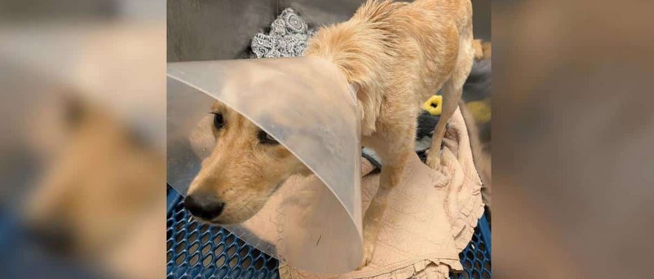 A Fragile Dog Was Thrown Headfirst From A Speeding Pickup Truck Window In York County