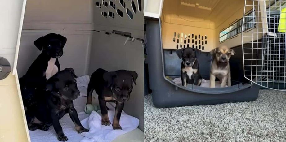 Eleven Starving Pocket Pittie Mixes Pulled From A Blistering Backyard Breeding Inferno