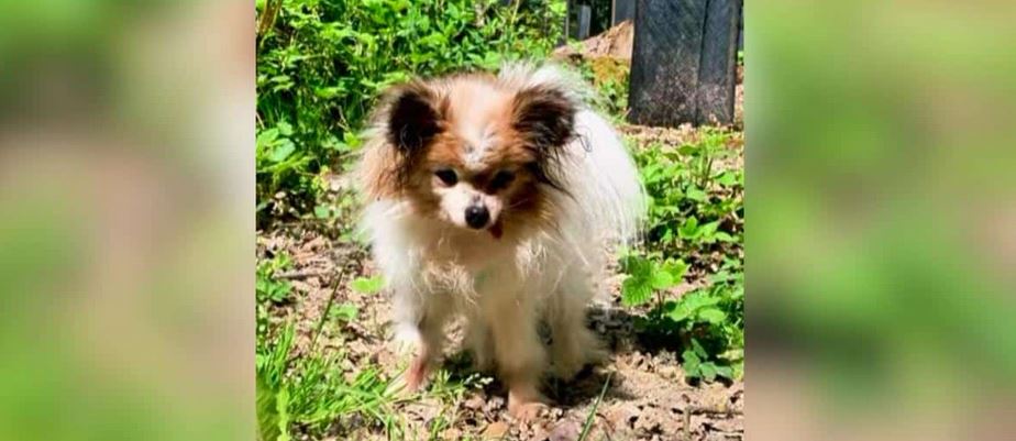 A Frail French Toy Spaniel Born In Nineteen Ninety Five Might Be Thirty Years Old And Making History