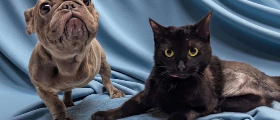 A Resilient Frenchie Mix And A Confident Cat Form An Unlikely Bond After Both Undergo Leg Amputations