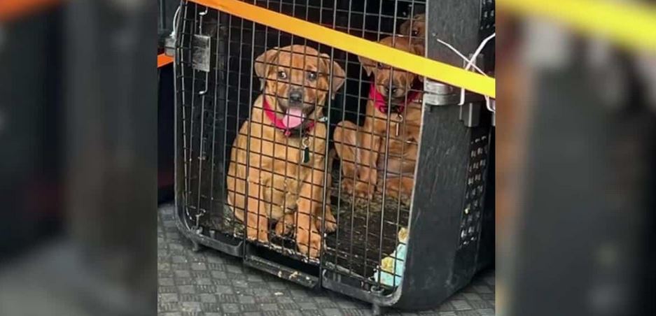 Nineteen Shaken Shelter Dogs Extracted From The Blazing Ruins Of A South Georgia Wildfire