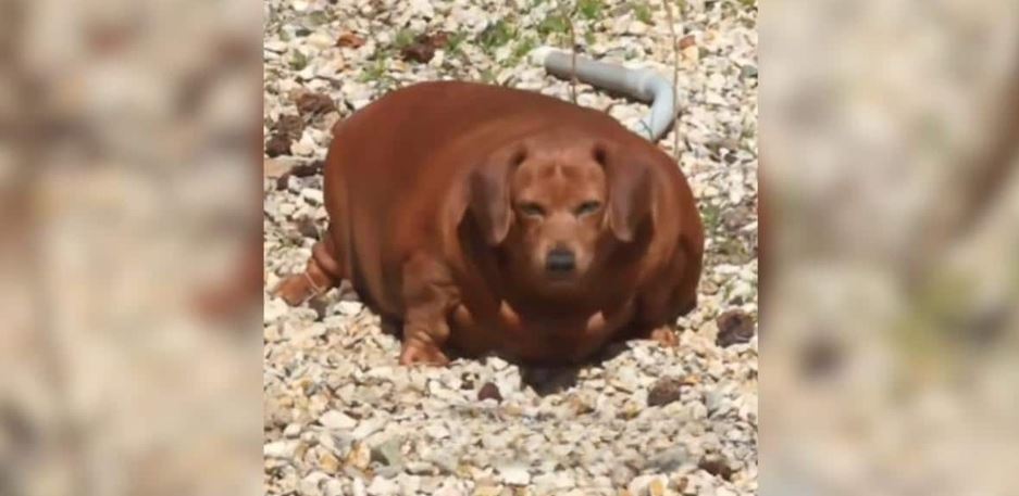 They Met an Obese Dachshund Who Weighed Fifty Five Pounds But a Dedicated Caretaker Ignored the Odds